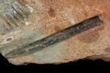 Ammonite (Parkinsonia) With Belemnites - Germany #92456-2